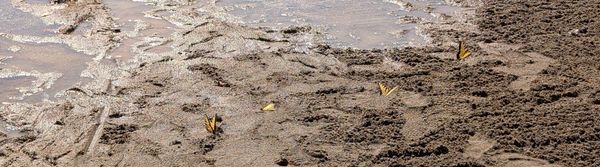 Butterflies on the beach.