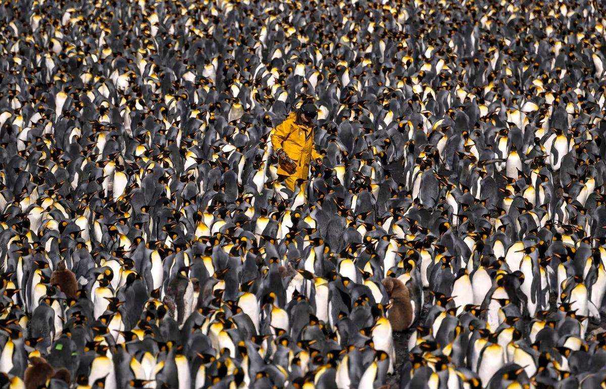 A scientist walks among thousands of King penguins on Île de la Possession, part of the Crozet Islands, on December 20, 2022. The Crozet Islands are home to multiple species of penguins, fur seals, and southern elephant seals. (Patrick Hertzog / AFP / Getty)