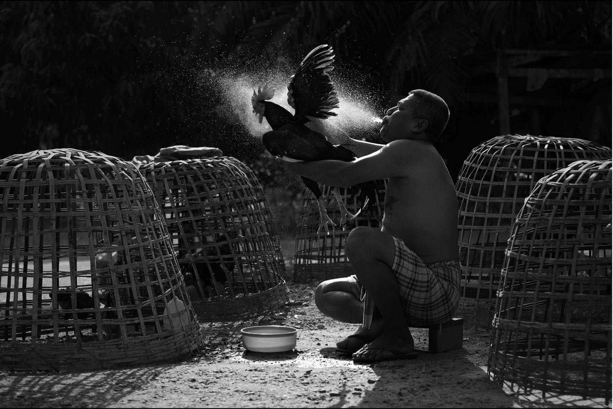 this man is spitting water all over a frickin' rooster