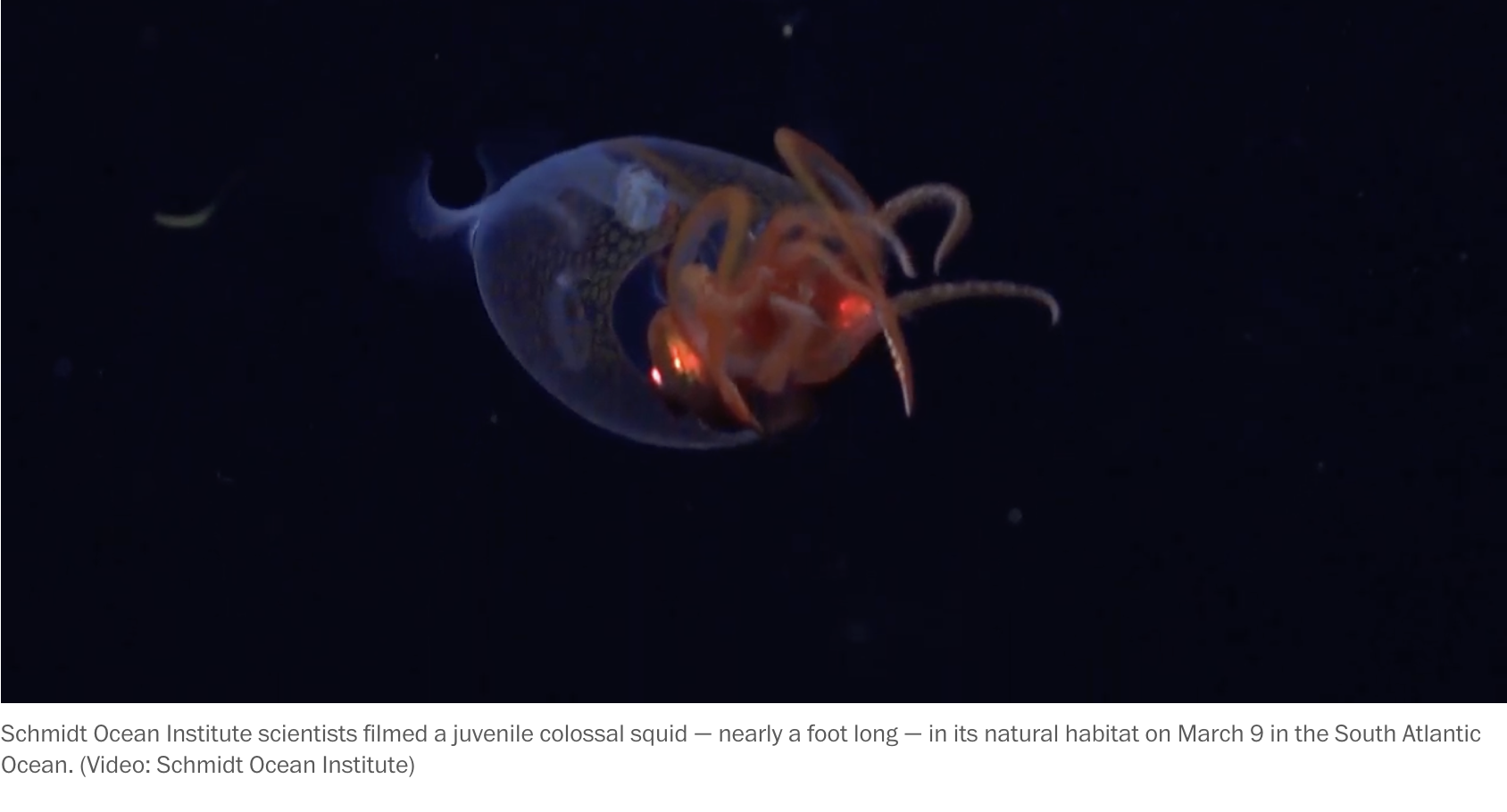 mediocre, blurry still from a video of a juvenile colossal squid swimming around the oceanic depths.