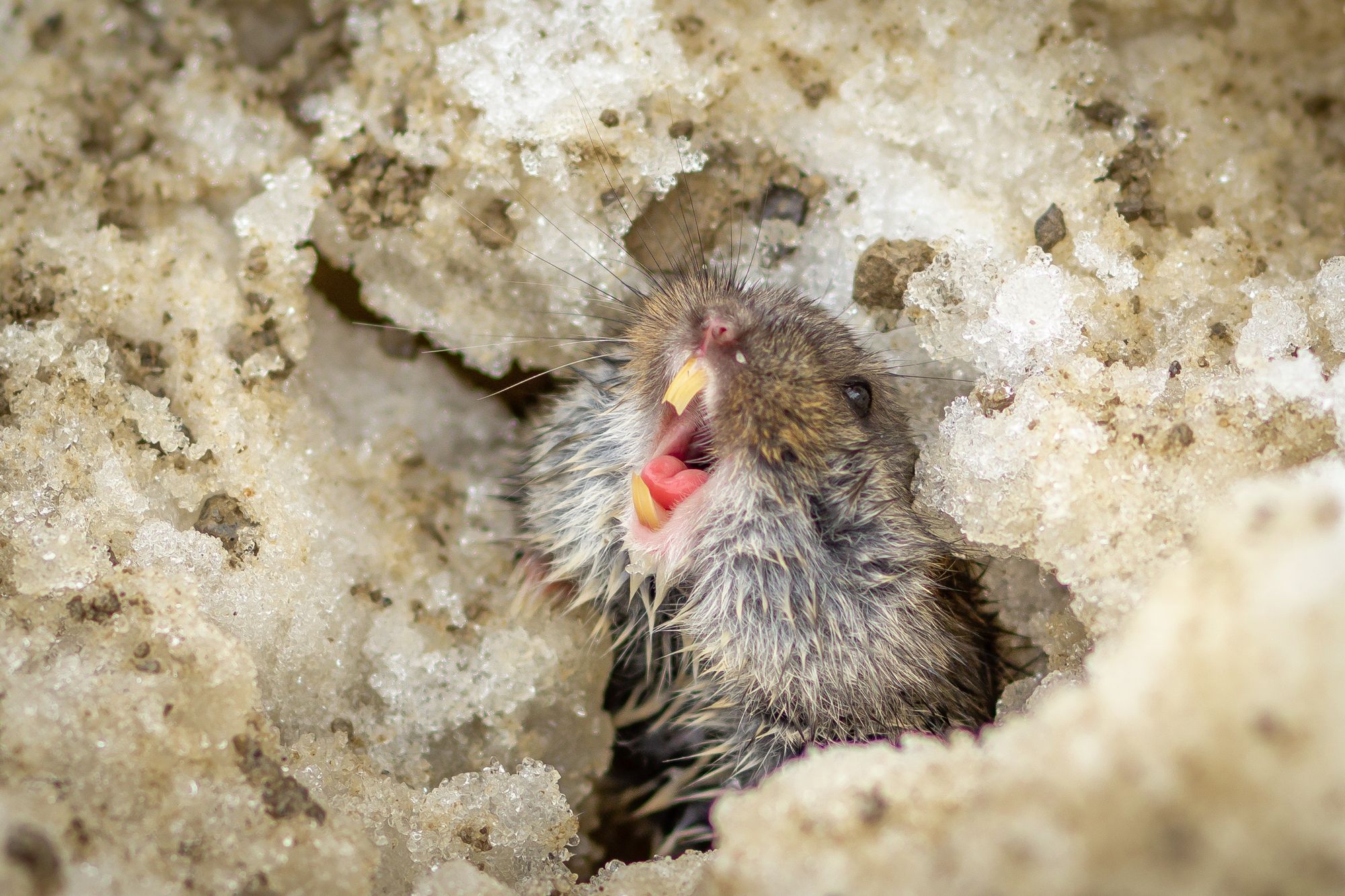 Photo - Lemming in the snow