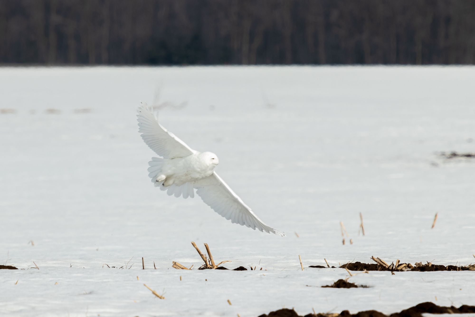 Snowy owl soaring over tundra photo