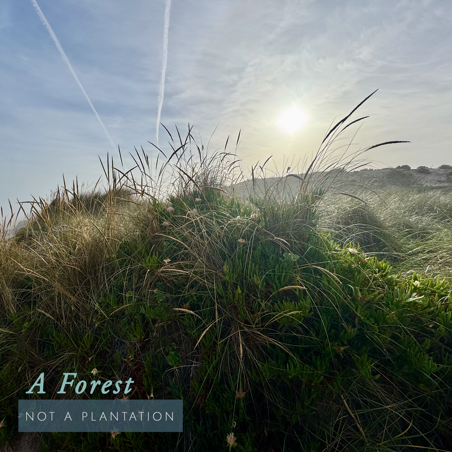 A Forest, Not a Plantation.