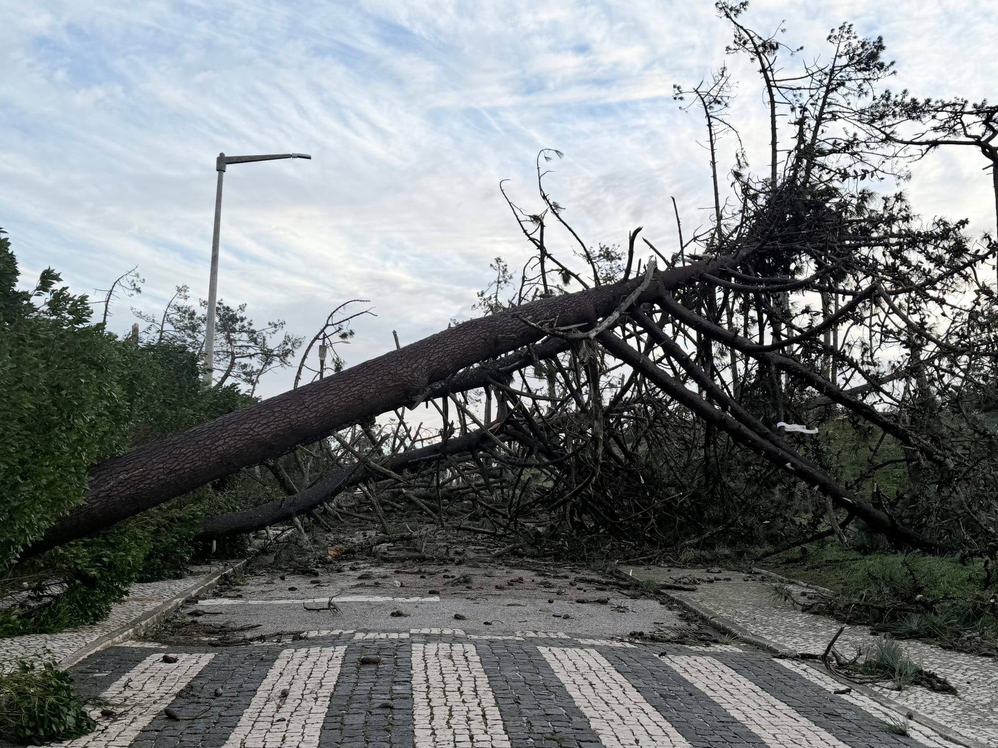 Fallen tree in Marinha Grande after Storm Kristin