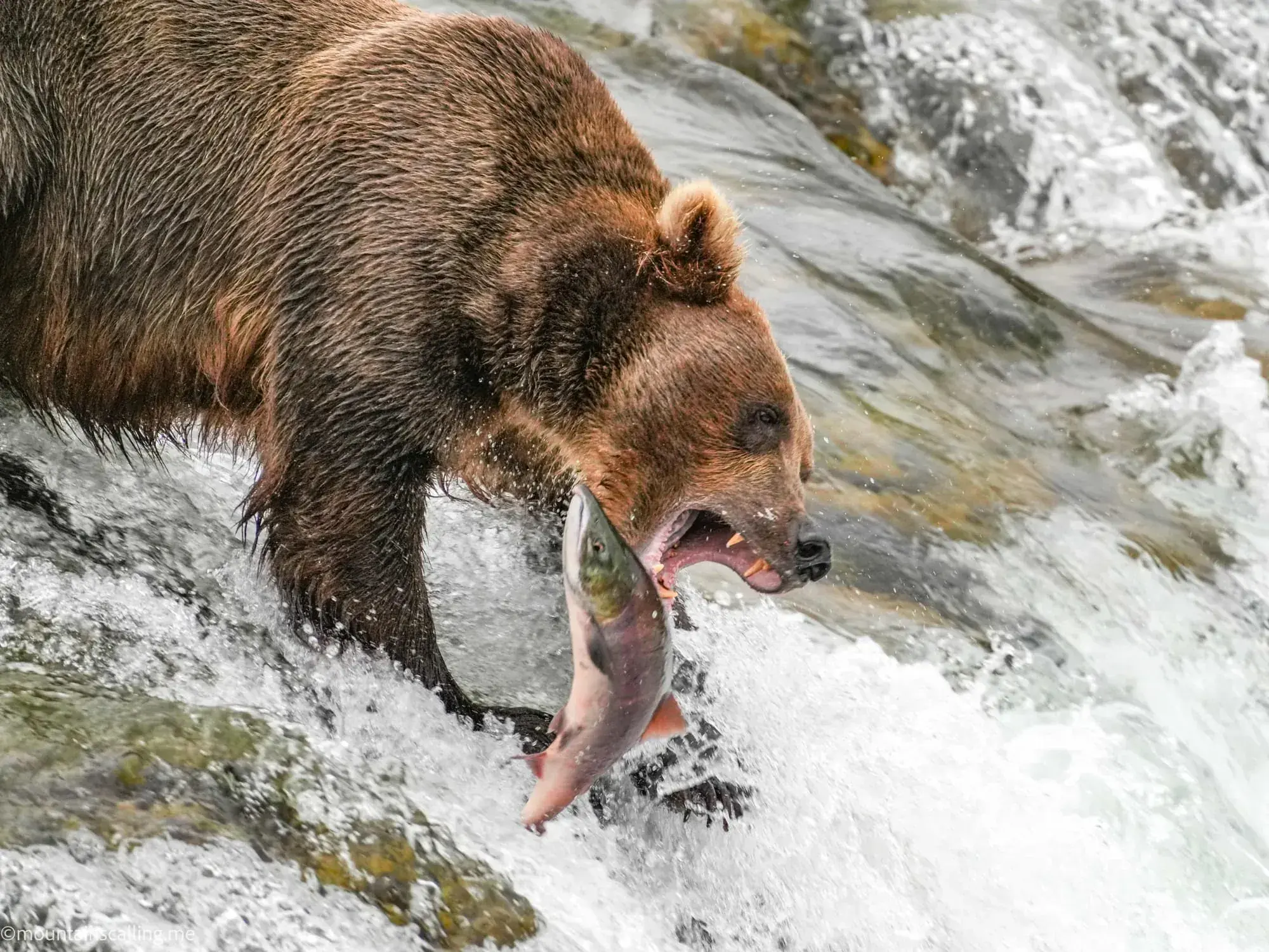 Brown bear catching salmon in rushing water, demonstrating natural predator behavior relevant to bear safety