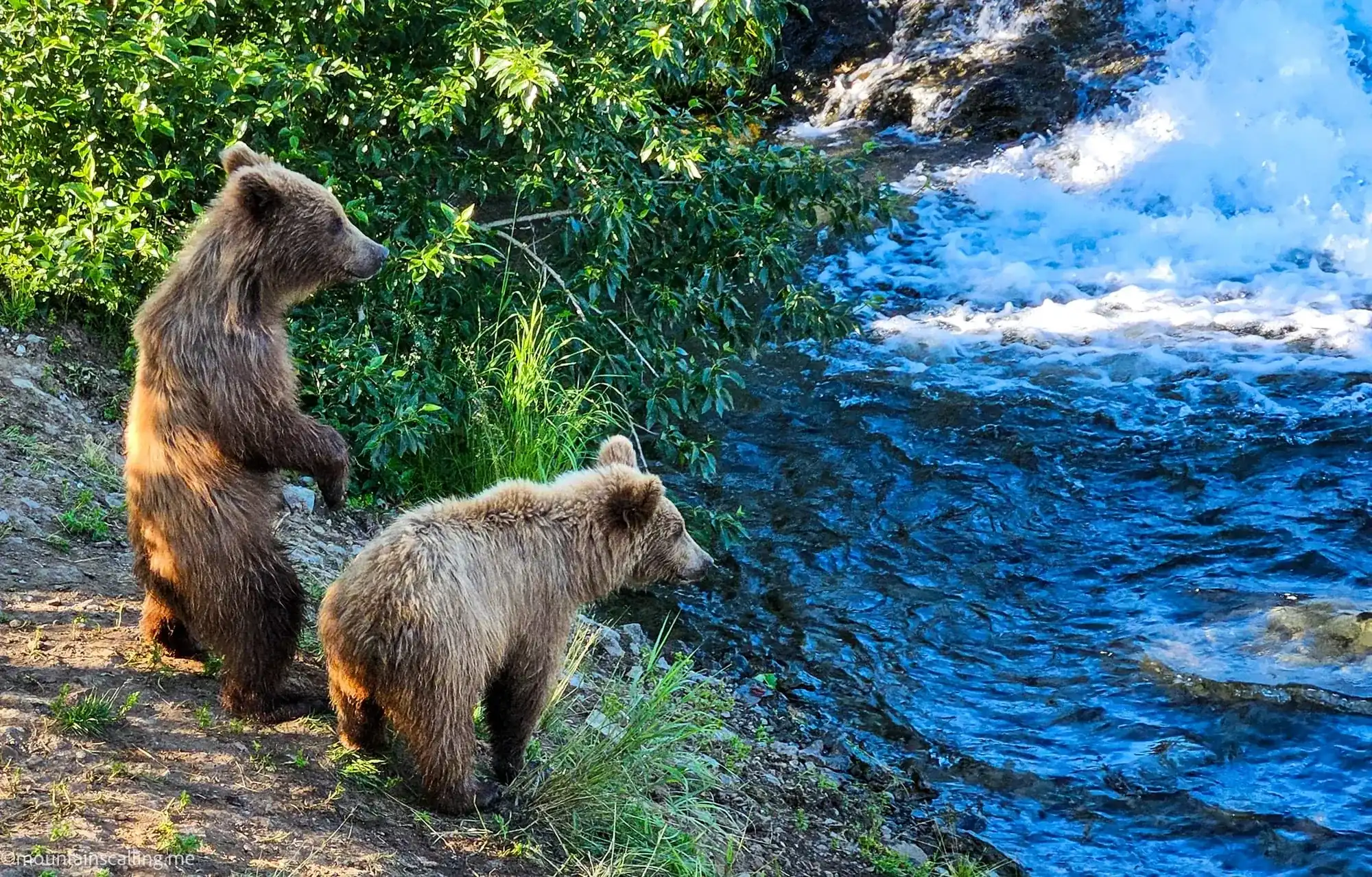 Two cubs near Brooks Falls in Katmai demonstrating bear family behavior
