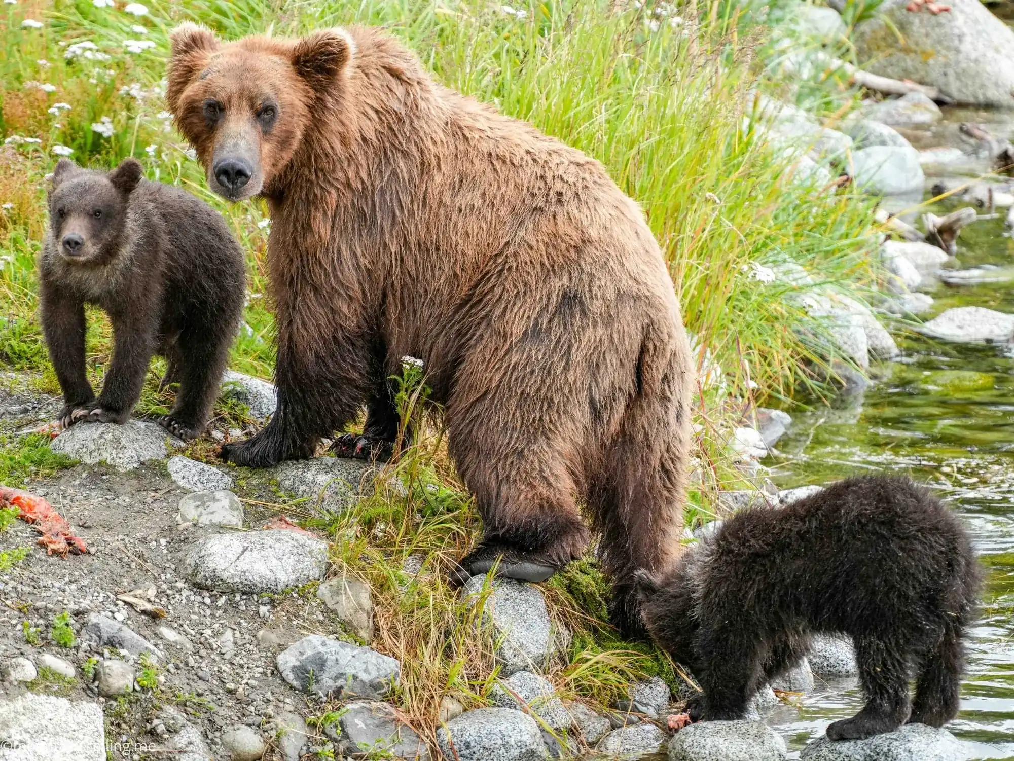 Brown bear mother with two cubs foraging near water in Katmai Alaska, demonstrating bear family behavior