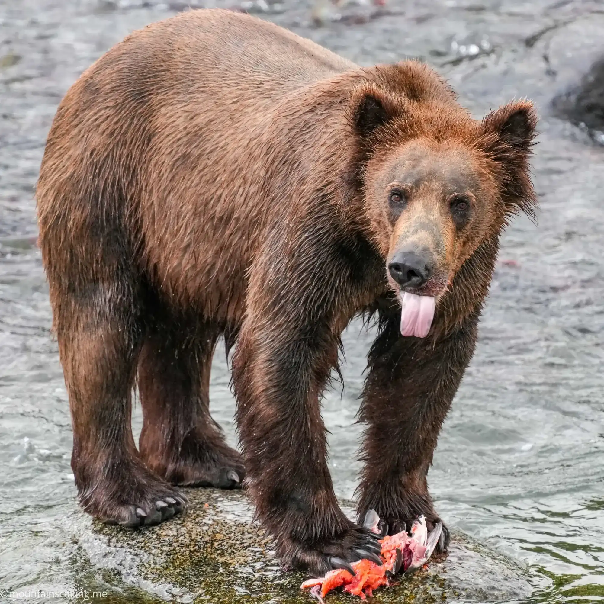 Brown bear with salmon catch standing in shallow water, demonstrating wildlife behavior in bear habitat