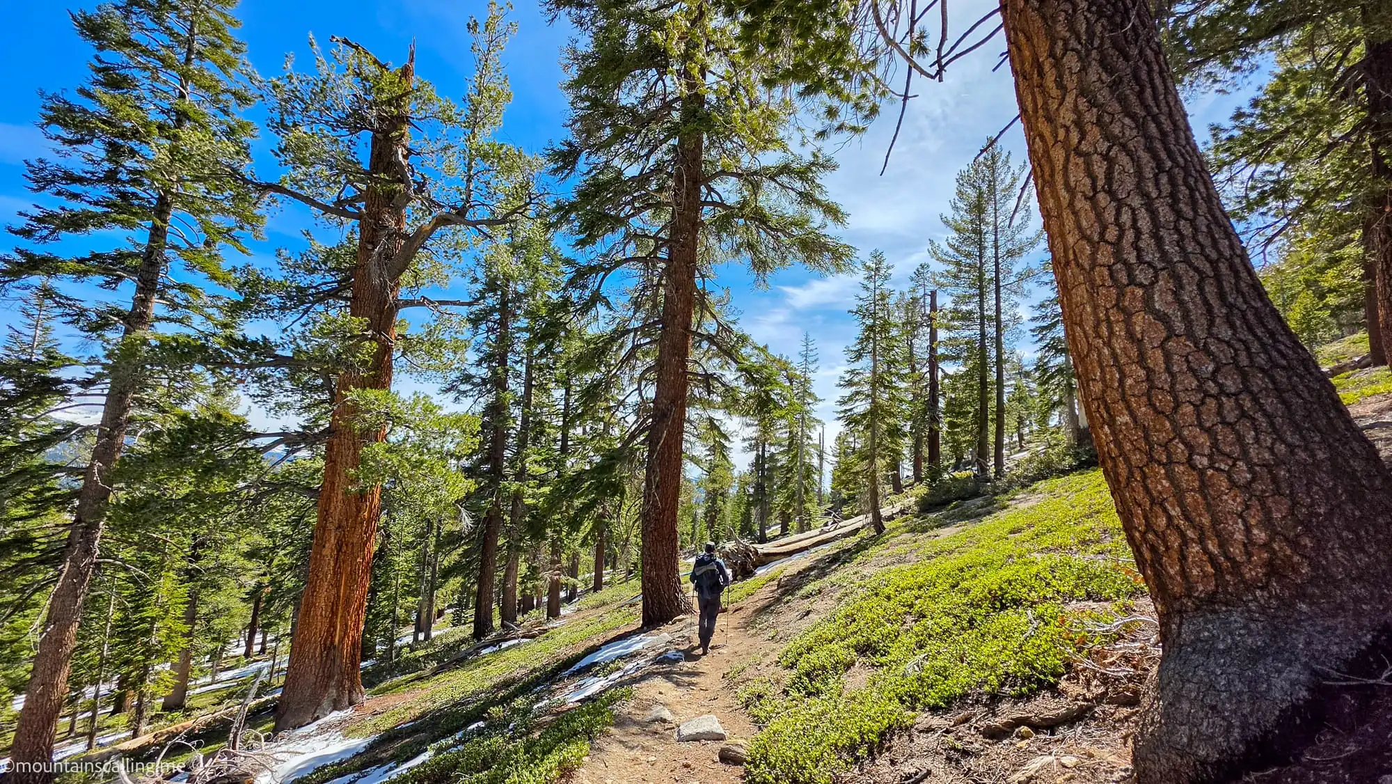 Yosemite Life client ascending through mixed conifer forest on Clouds Rest backpacking trail with patches of snow visible on ground