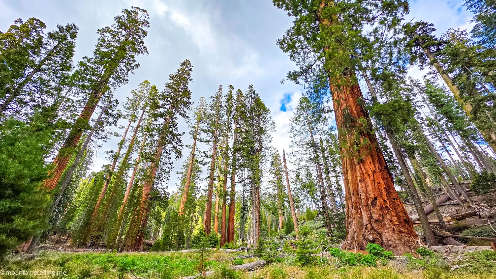 Towering giant sequoias in Mariposa Grove with distinctive reddish bark and massive trunks reaching skyward