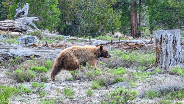 Collared brown black bear foraging among fallen logs and green vegetation in Yosemite wilderness