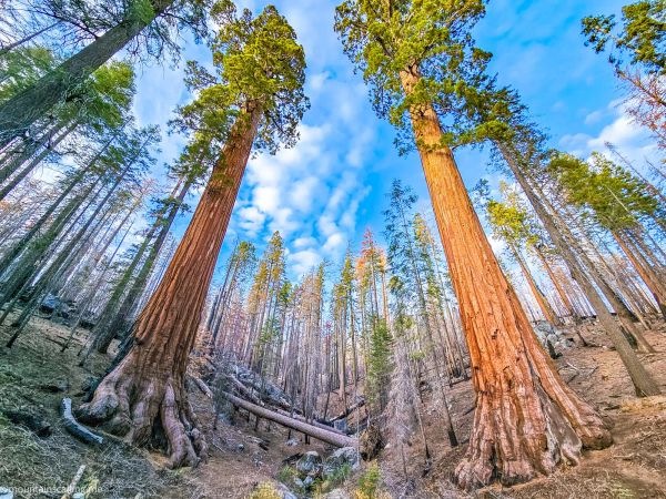 Towering giant sequoias in Mariposa Grove with distinctive reddish bark reaching toward blue sky