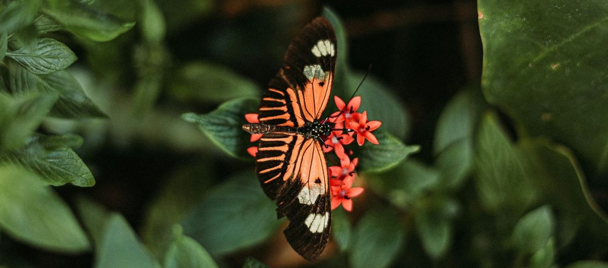 Jy was 'n popster in die kerk