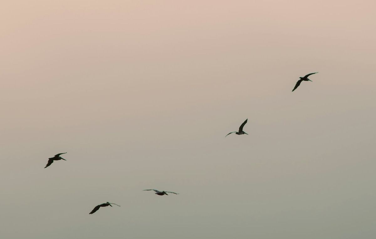 Ons wag op die kaptein