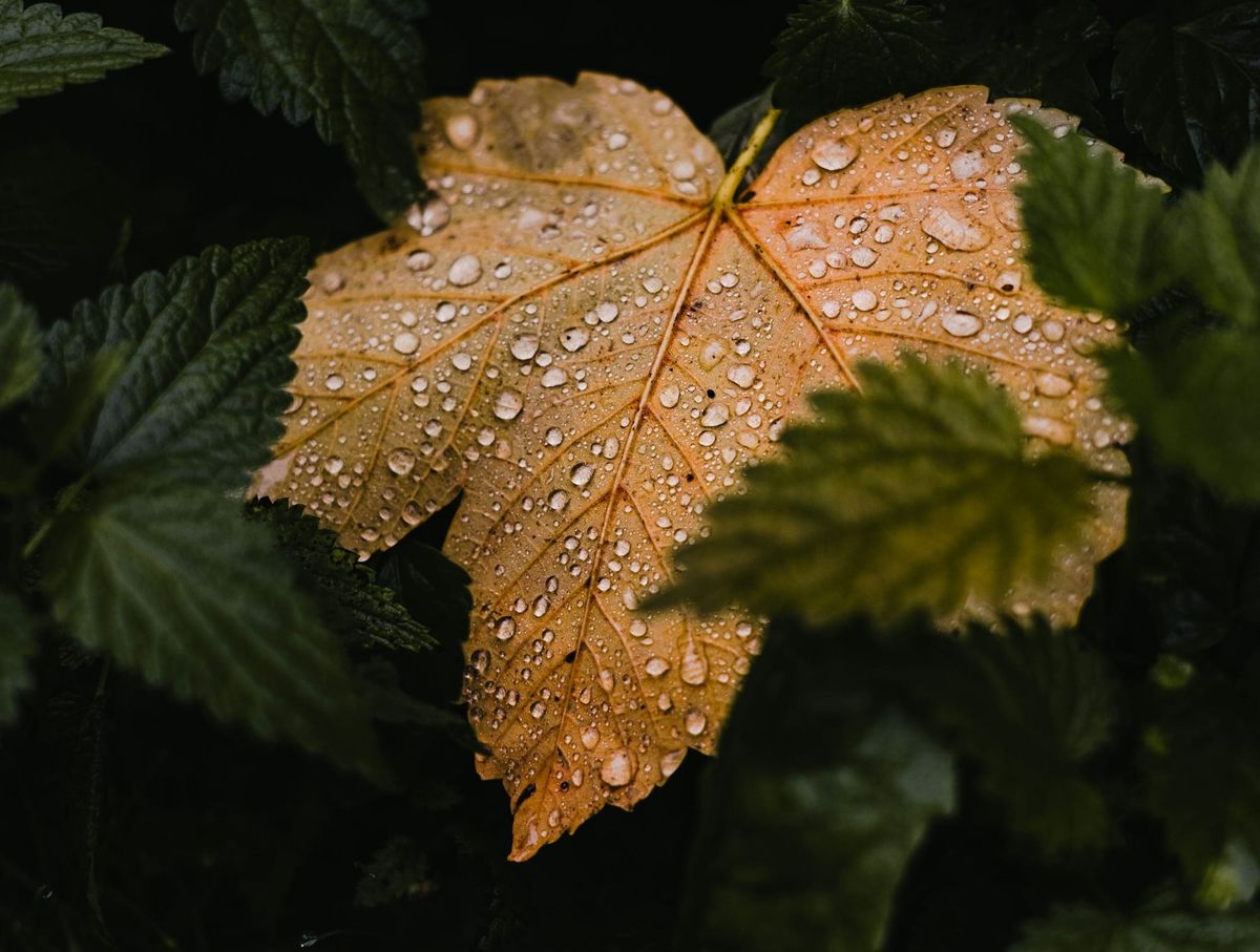 Trap sag want jy loop op drome