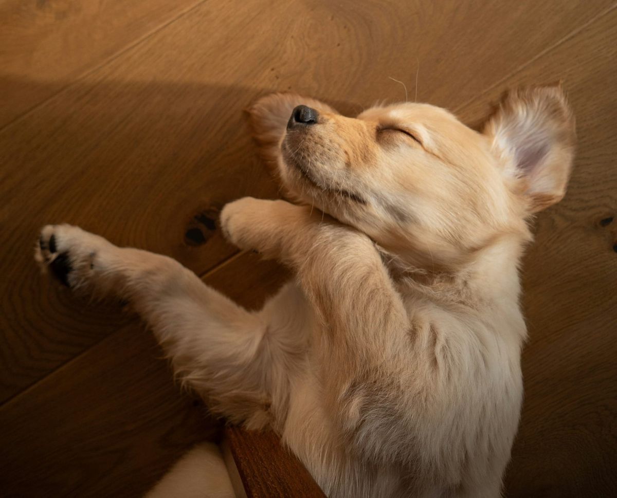 Dog love and delivery bikes