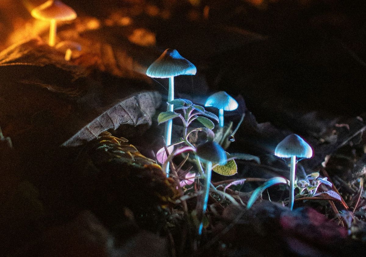 Droomwoud en towerfee