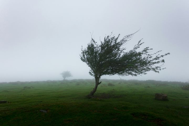 Where the Wind Will