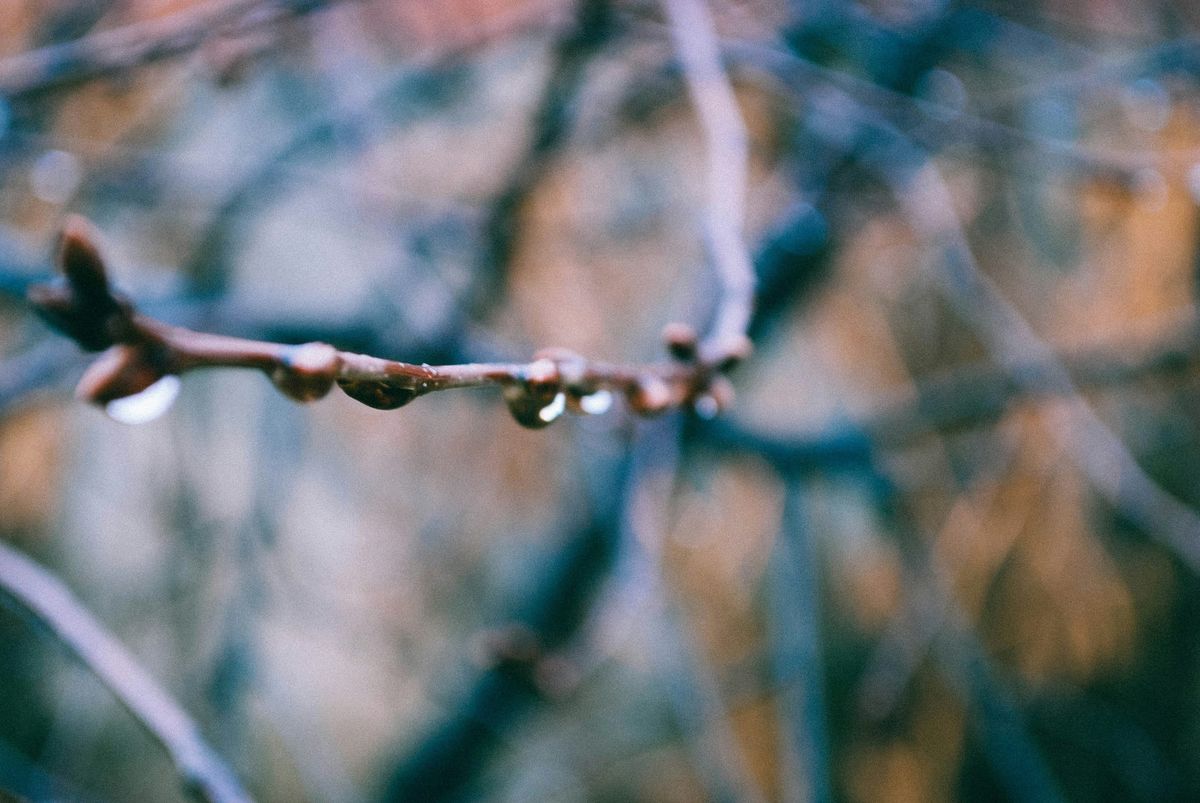 Decorative photo of raindrops on twigs that are just starting to bud.