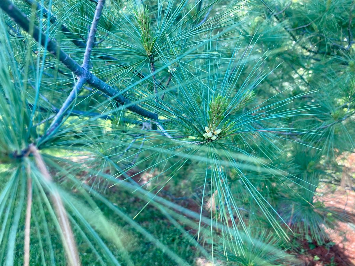 A snapshot of new growth emerging from the branch of an evergreen tree.