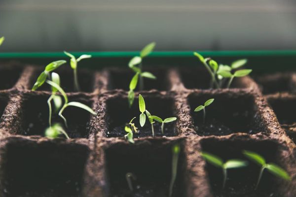 Close-up photo of tiny green seedlings shooting up from container of soil