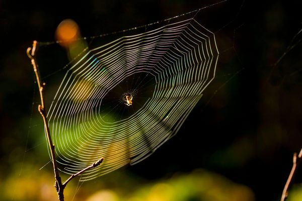 A spider doing it's thing at the center of an elaborate web that's attached to a thin but strong twig, all in brilliant golden light