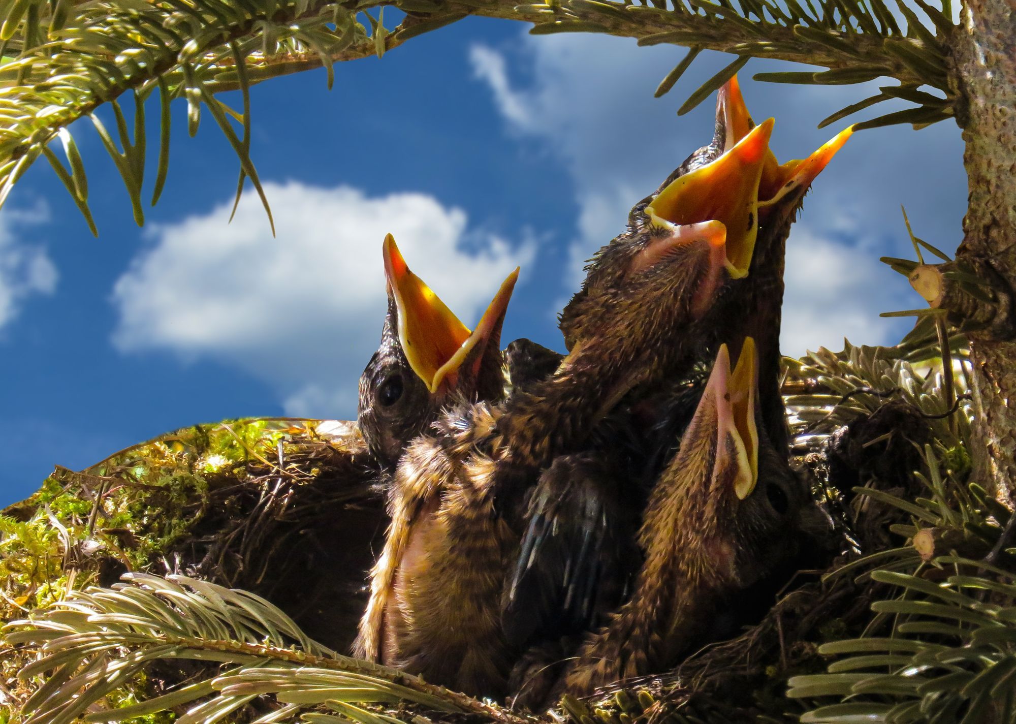 Property Maintenance Tip - Cover Dryer Vents to Prevent Unwanted Bird Nests