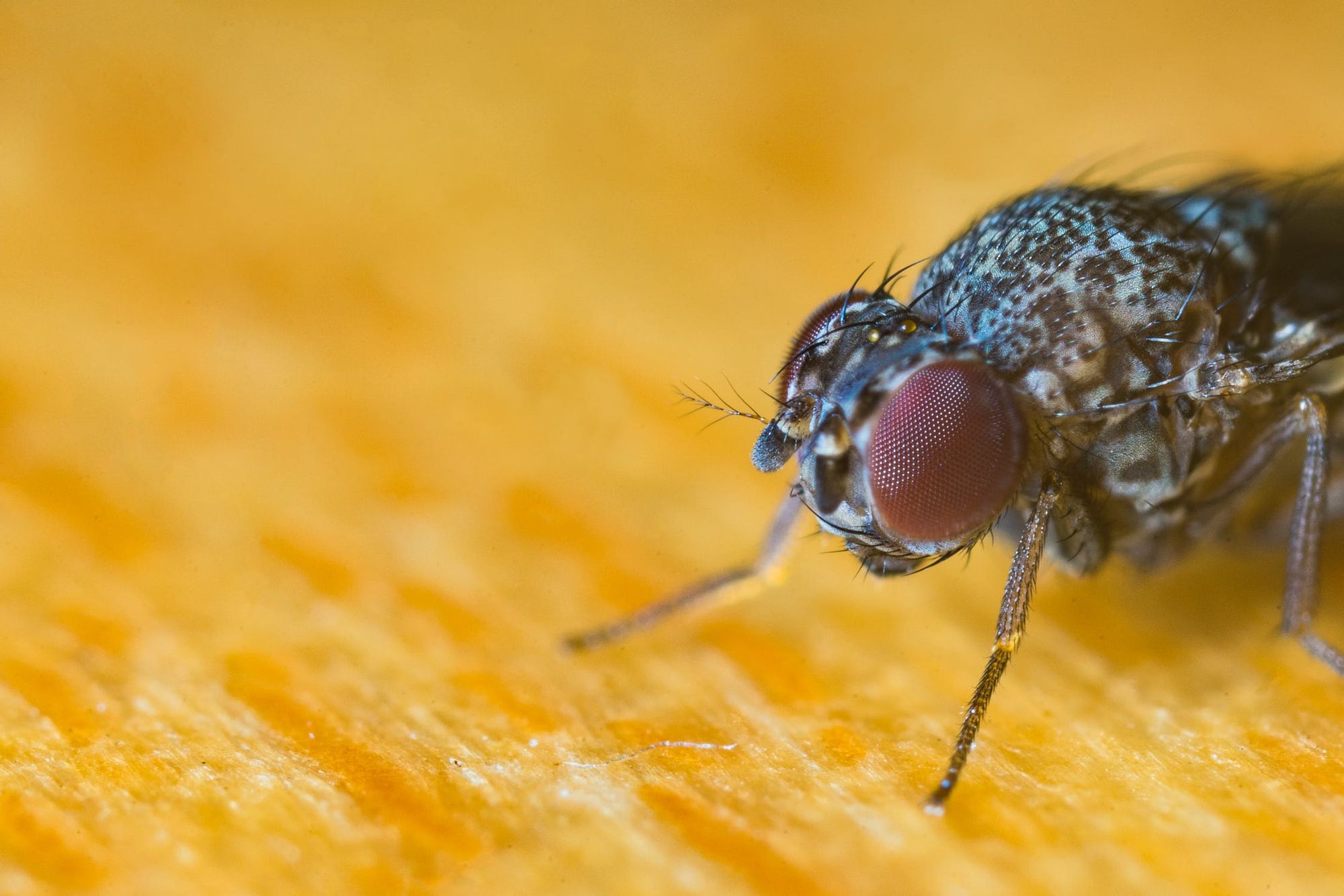 How to Bug-Proof Your Property
