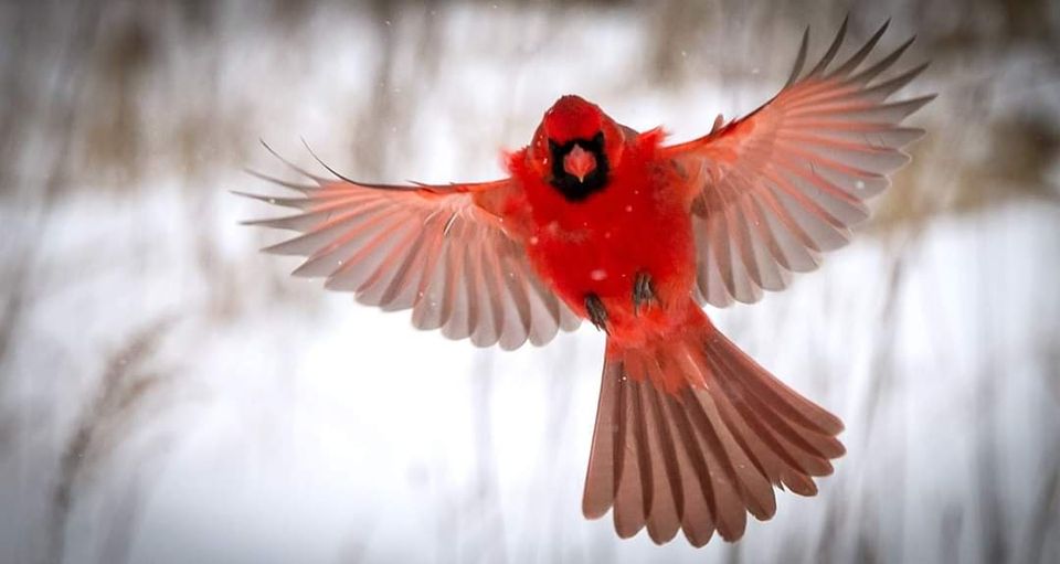 SPRING BIRD