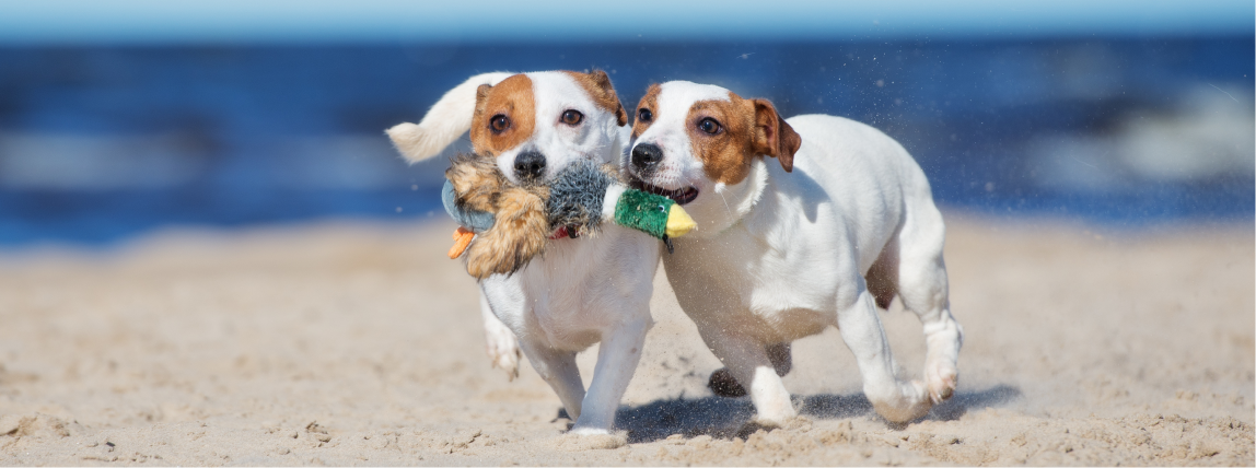 Glückliche Hunde spielen am Strand. 