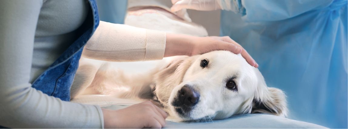 Ein Hund wird vor eine Operation in Narkose gelegt.