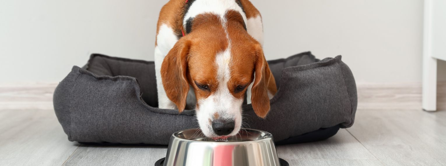 Ein Hund trinkt Wasser aus seinem Trinknapf.