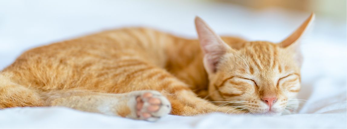 Eine orangene Katze ist am schlafen.