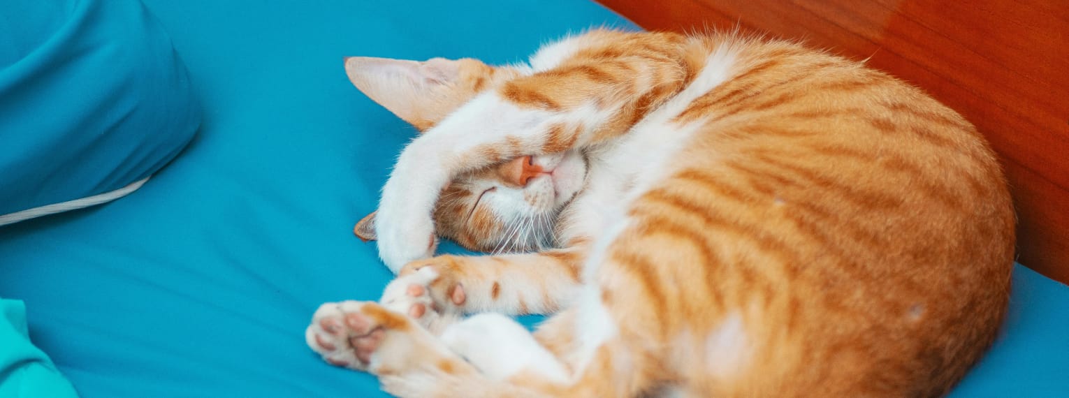 Eine Katze schläft in einem Bett.