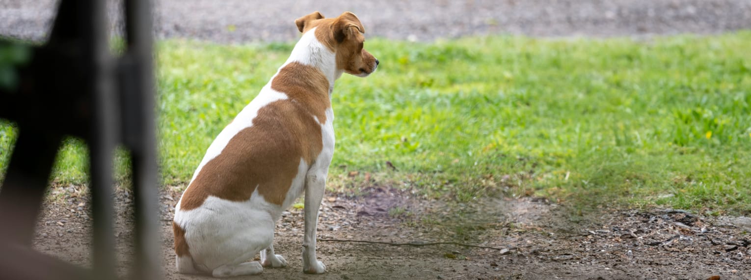 Ein Hund blickt in die Ferne.