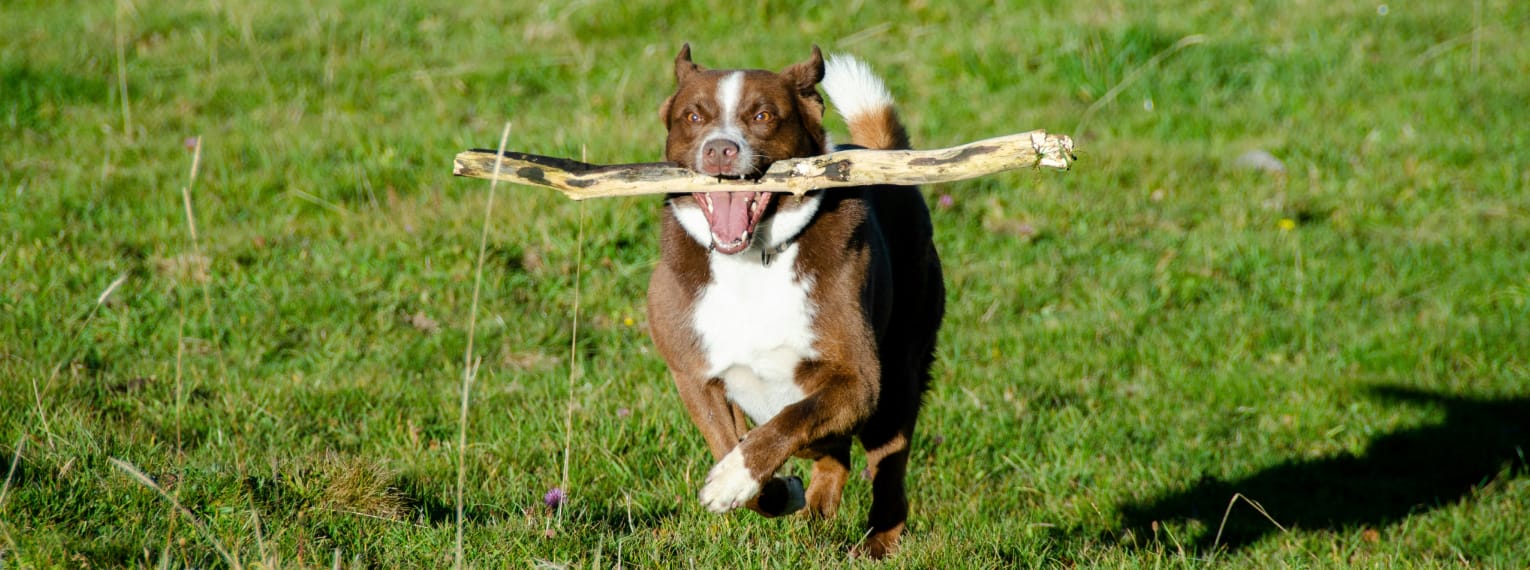 Ein Hund läuft über eine Wiese.