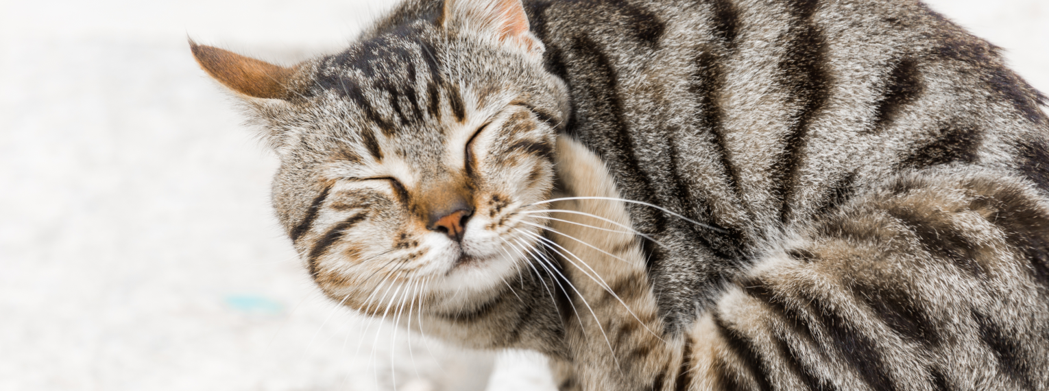 Eine Katze kratzt sich am Ohr.