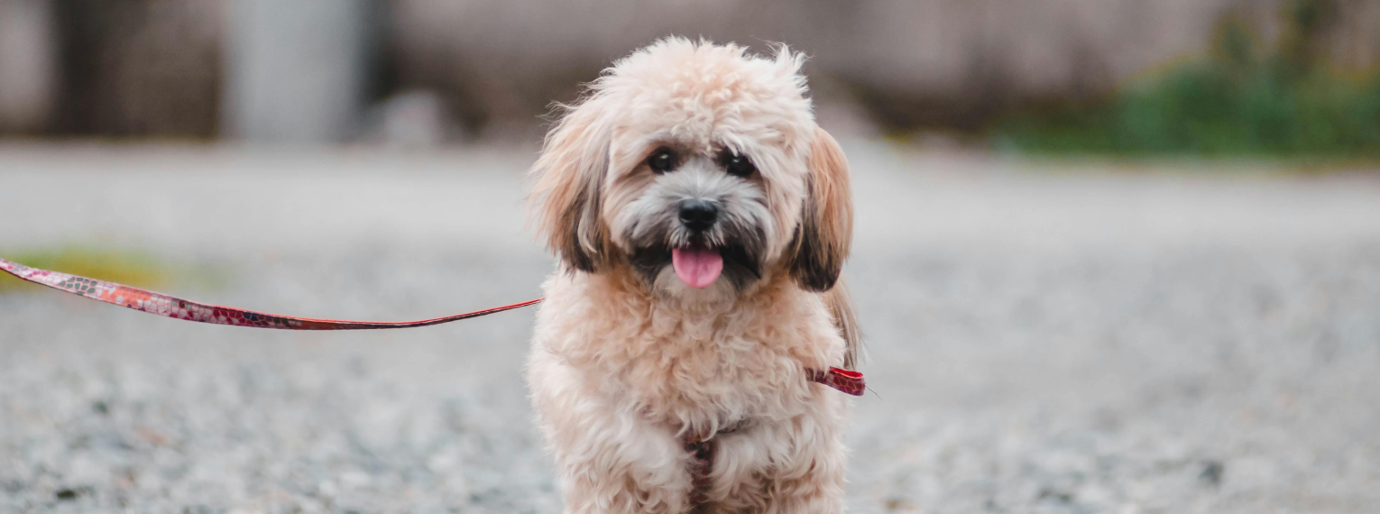 Ein Hund wird an der Leine spazieren geführt.