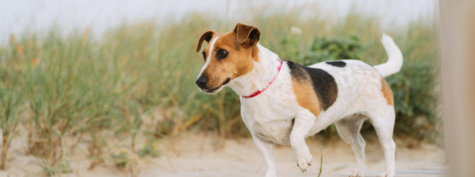 Ein Hund geht am Strand entlang.
