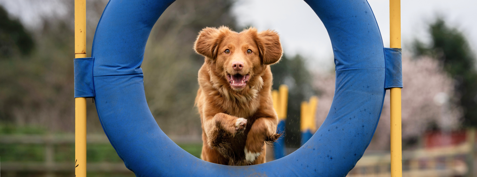 Ein Hund springt durch einen Reifen.