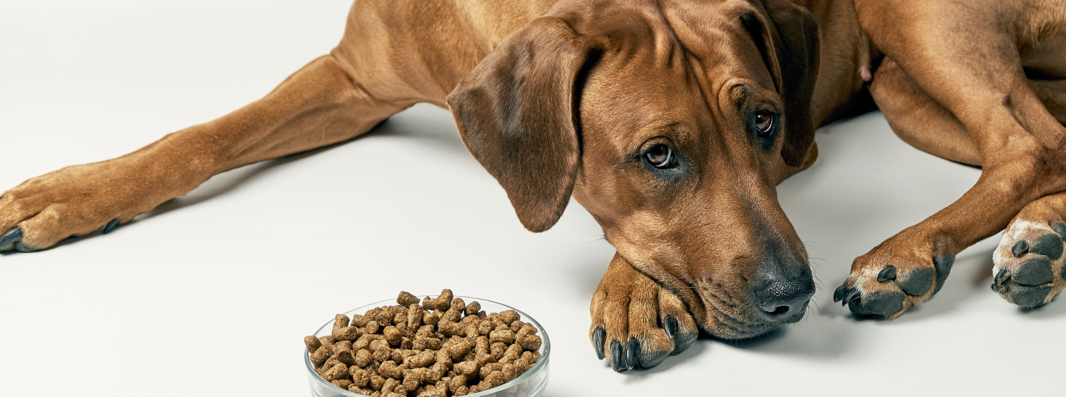 Hund neben seinem Fressnapf