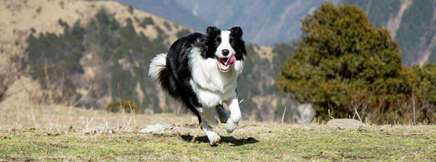 Hund rennt dynamisch auf Wiese