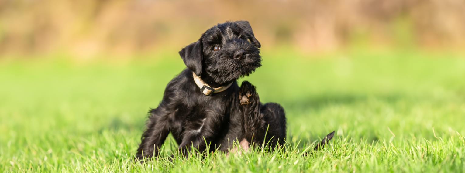 Ein Hund sitzt auf einer Wiese und kratzt sich.