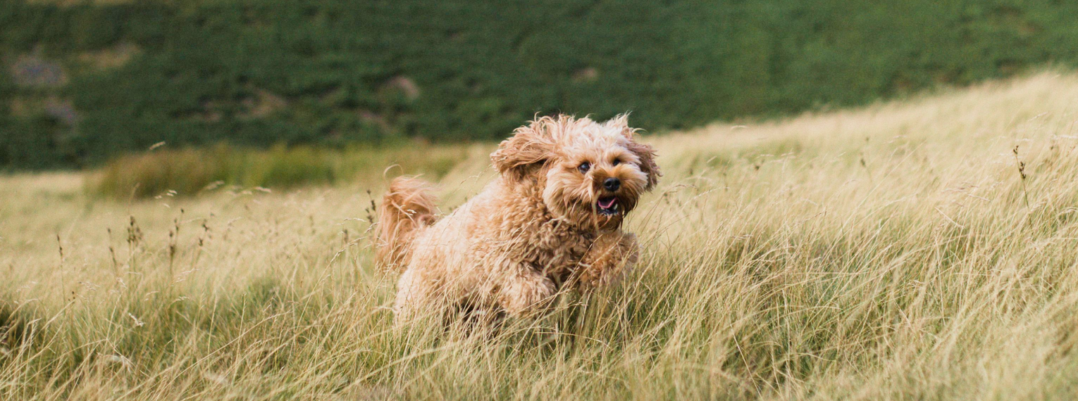 Ein Hund springt durch ein Feld voller Gräser.