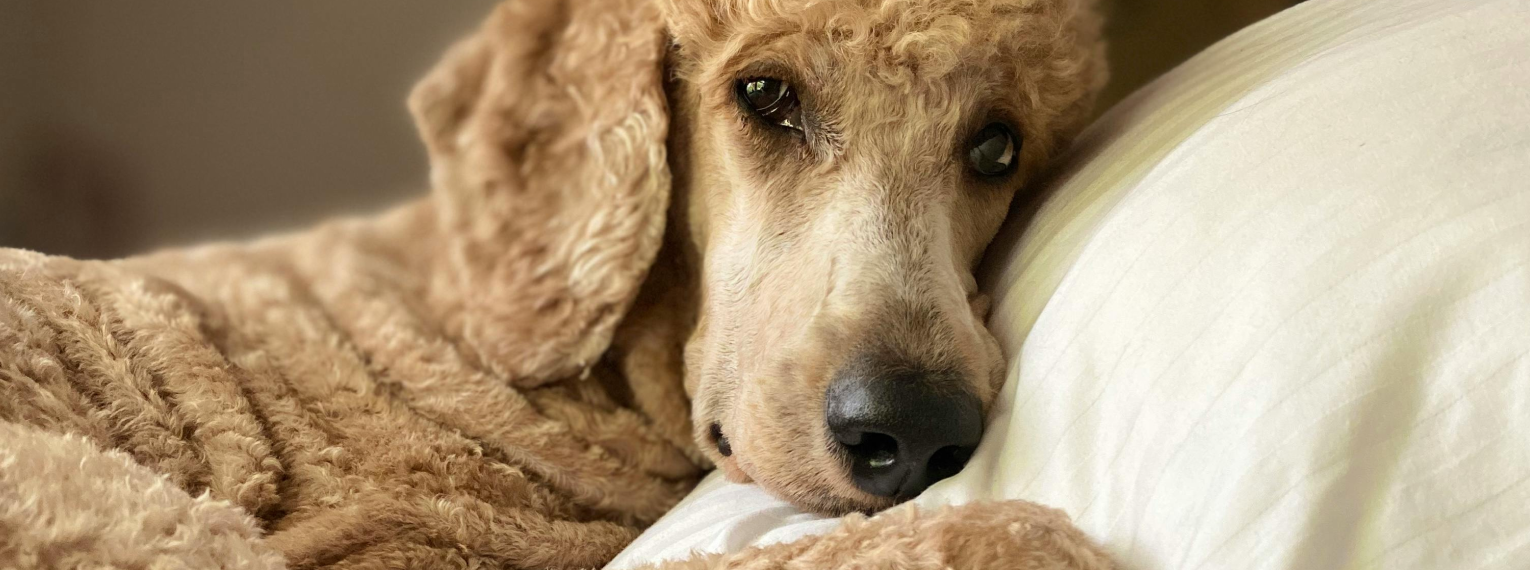 Ein Pudel schaut traurig in die Kamera.