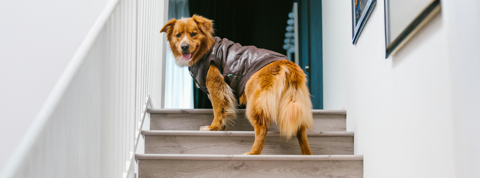 Ein Hund geht die Treppen des Hausflurs hoch.