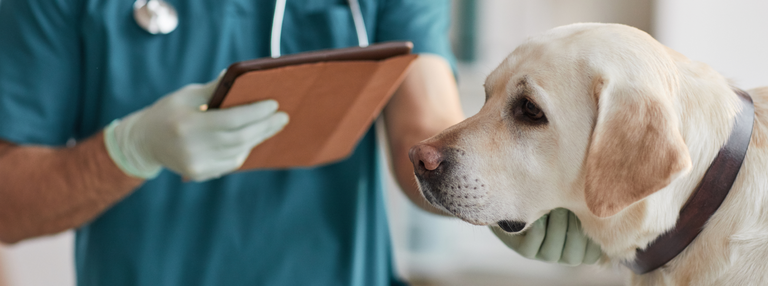 Ein Labrador wird in einer Tierklinik behandelt.