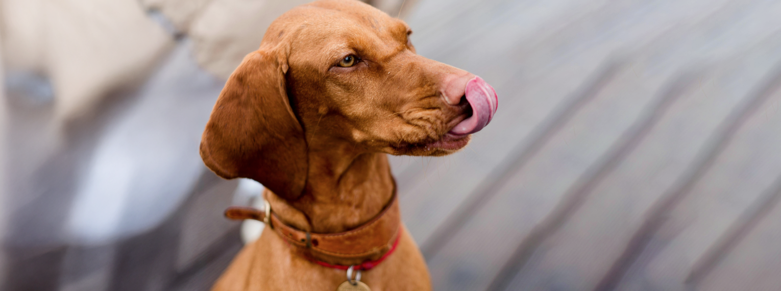 Ein Hund trägt ein Lederhalsband.
