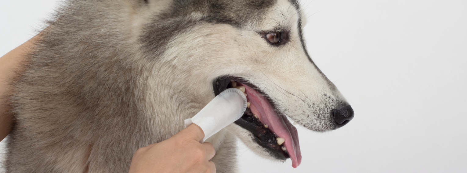 Mit einem Fingerling bekommt ein Husky seine Zähne geputzt.