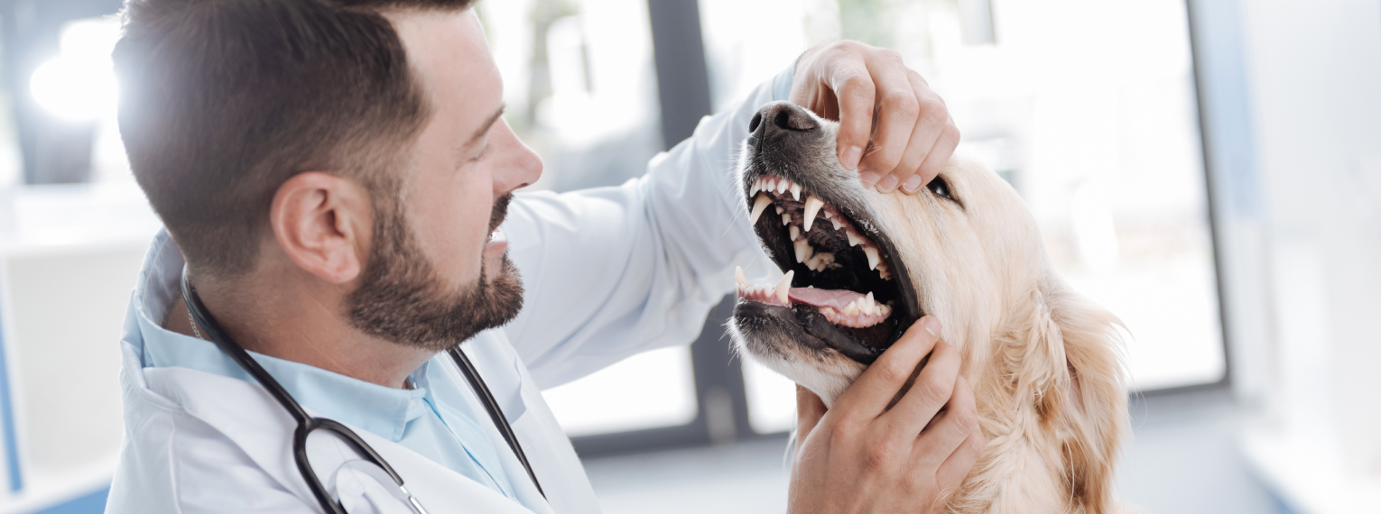 Ein Tierarzt prüft die Zähne eines jungen Labradors.